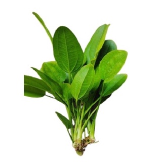 2 cây Lan nước mang thịnh vượng, may mắn