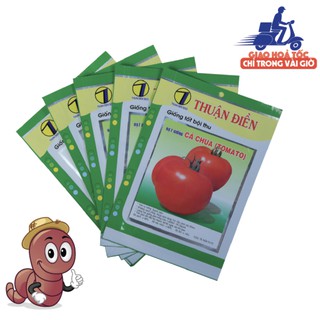 [HẠT GIỐNG QUẢ CÀ CHUA TRÁI LỚN] chất lượng hạt giống nảy mầm cao