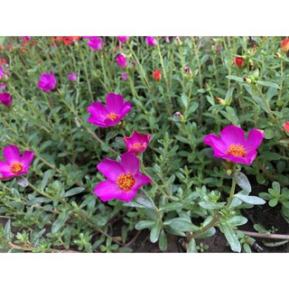 Hoa mười giờ cánh kép (1 cành)