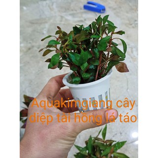 Cây thủy sinh diệp tài hồng đỏ - cây thủy sinh trồng hậu cảnh đẹp