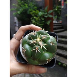 Xương rồng xr sen đá cory ~6cm
