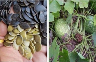 Combo 5 kg hạt bí đen rang chín