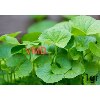 Hạt giống rau má lá lớn