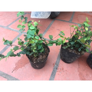 Cây thằn lằn bò leo tường (cây vẩy ốc)