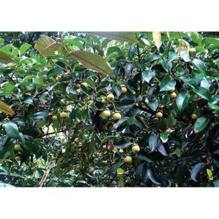 Cây 🌲 giống măng cụt (thái)