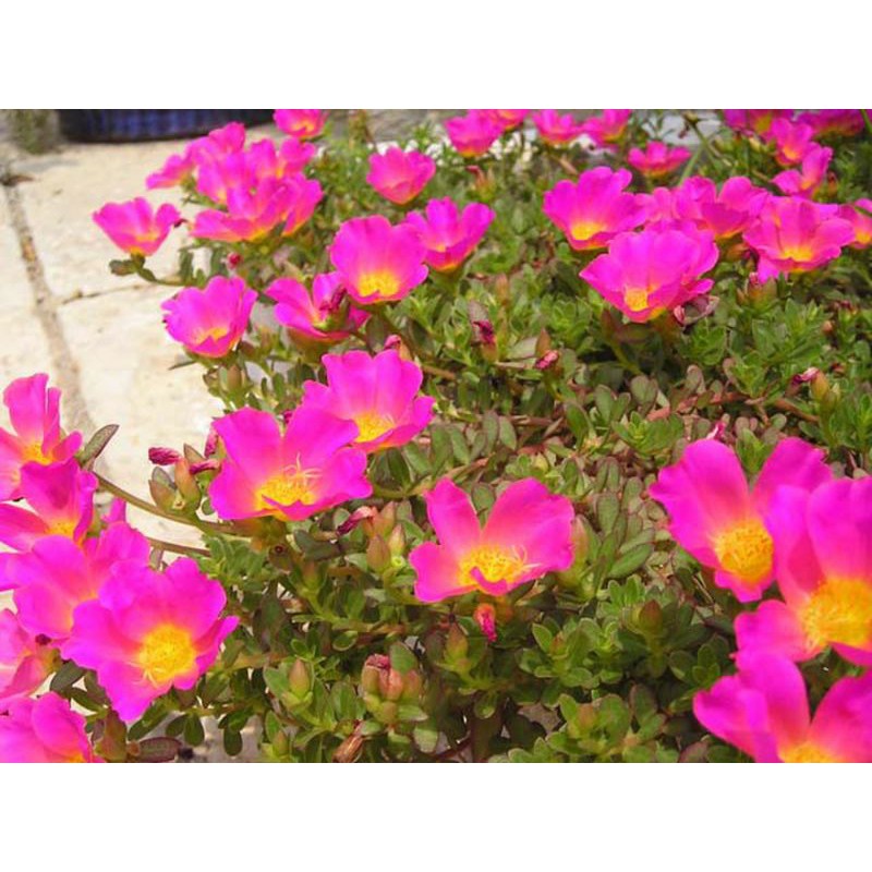 Combo 3 bó Hoa 10h Sam thái đủ 3 màu riêng biệt, giá #69k, 40 cây/bó