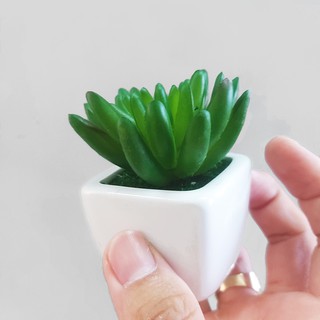 [Full CHẬU] SEN ĐÁ GIẢ  HCM | SEN ĐÁ TƯƠI KHÔNG CẦN TƯỚI