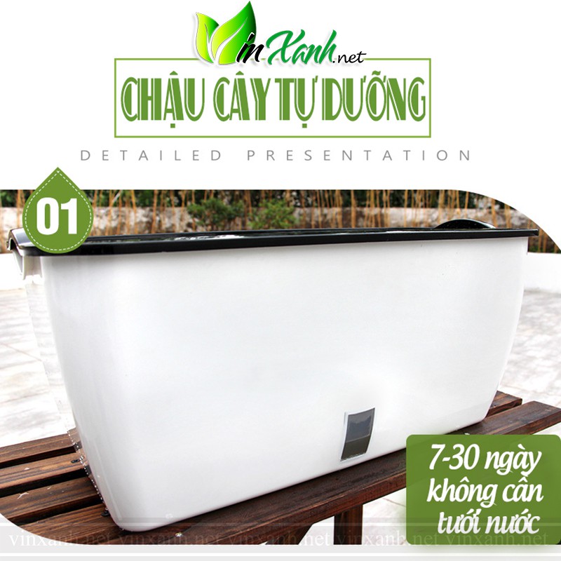 Chậu nhựa trồng rau trồng cây LOẠI LỚN Tự tưới thông minh 2 lớp cao cấp