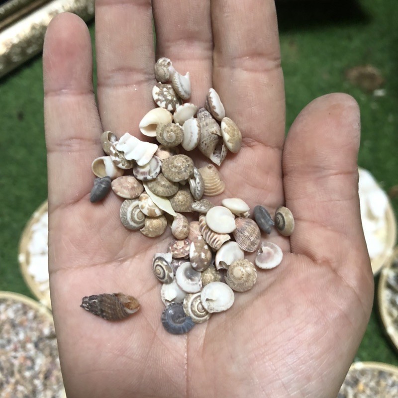 Vỏ ốc biển, vỏ ốc ruốc làm phụ kiện trang trí