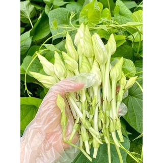 Hạt hoa chom chan nhập khẩu Thái Lan