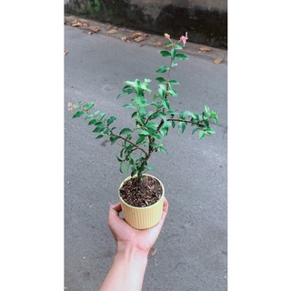 Chậu cây hồng ngọc mai