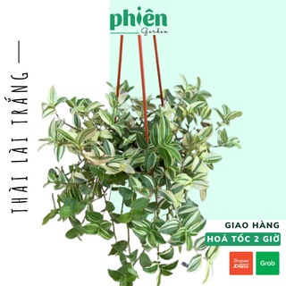 Cây Thài Lài Trắng, Tradescantia fluminensis quadricolor, cây chậu treo