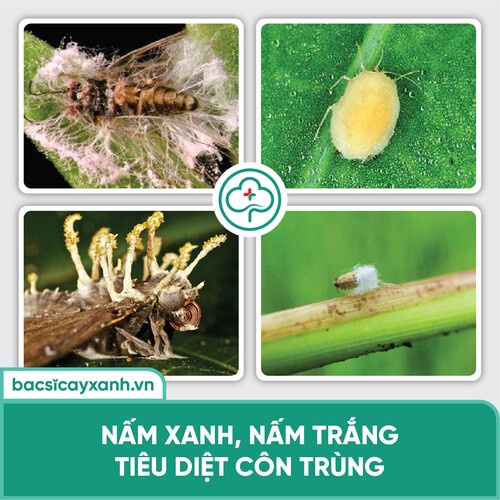 Chế phẩm diệt sâu lông, sâu tơ, côn trùng gây hại, vi sinh vật BS24 Deep 100ml/250ml NSX Bacsicayxanh