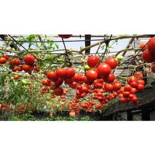 Hạt giống cà chua bạch tuộc quả to