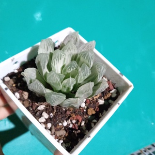 Sen đá Kim cương bạc - Haworthia cooperi var. pilifera