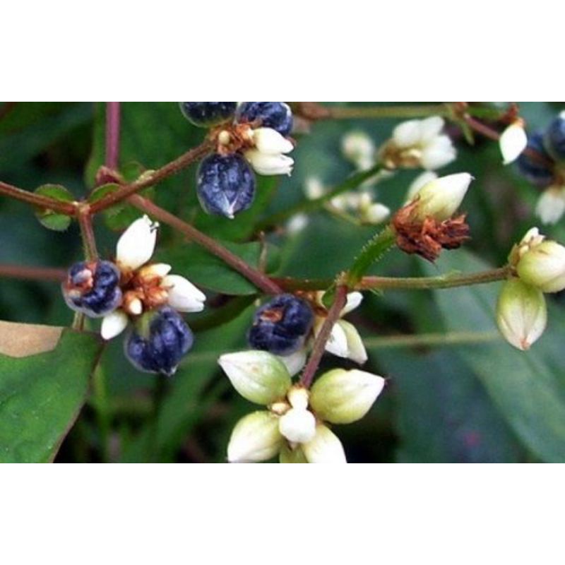 1KG Cây Đuôi Tôm  Khô