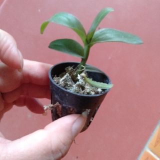 Hoa phong lan phi điệp lộc bắc gieo hạt