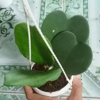 Cẩm cù Trái tim