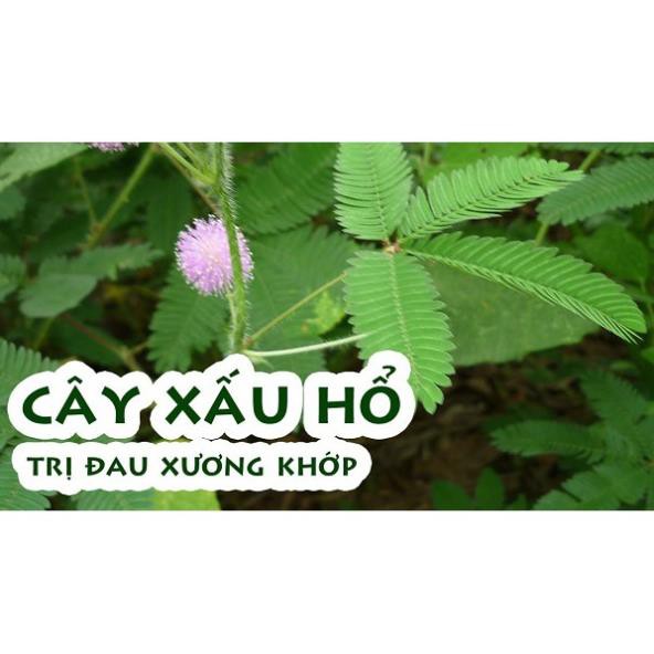 1kg Cây xấu hổ khô ( cây mắc cỡ) hàng loại 1 GT125