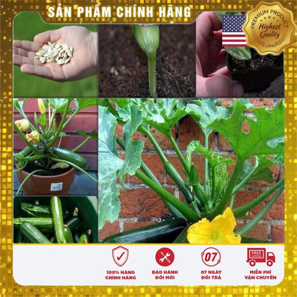 GÓI 10 HẠT GIỐNG QUẢ BÍ NGÒI XANH USA