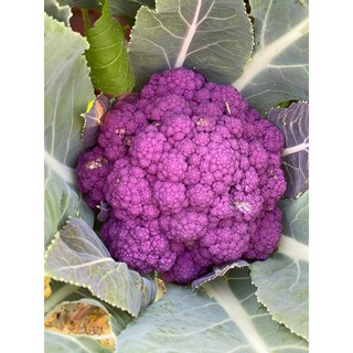 hạt giống súp lơ violet nhật bản