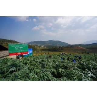 Cao Atiso Traphaco Sapa