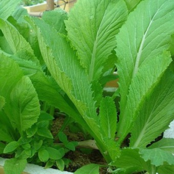 20Gr Hạt Giống Cải Bẹ Xanh