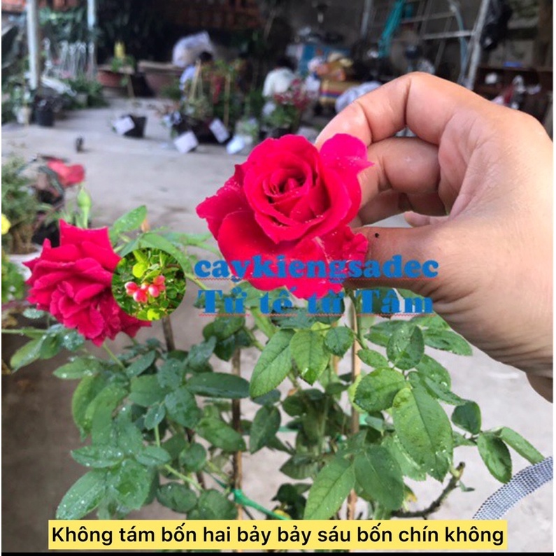 Caykiengsadec hoa Hồng nhung + tặng phân bón - hoa kiểng lá - trang trí nội thất cảnh quan sân vườn ngoài trời