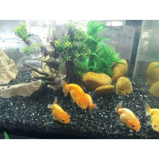 [500g] Đá đen ( Sỏi Đen)_ trang trí bể cá, chậu cây, tiểu cảnh