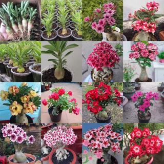 Cây giống sứ đủ màu