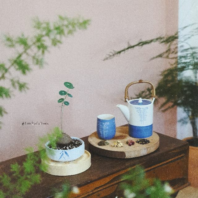 Củ Bình Vôi Thái Stephania erecta
