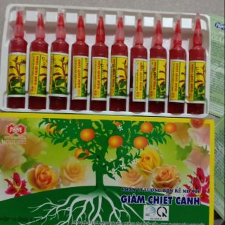 10 lọ giâm,chiết cành MD 901