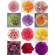 Hạt Giống Hoa Cẩm Chướng F1  siêu dễ trồng-Tổng kho hạt giống giá rẻ