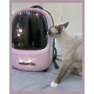 Petkit balo chó mèo điều hòa làm mát petkit breezy- đồ dùng cún mèo con mèo xiêm