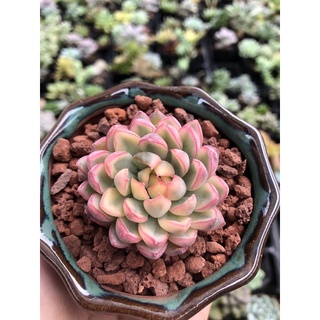 Sen đá Viền Hồng Var 4cm