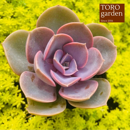 Sen đá hồng dâu Đà Lạt size bé cây cảnh trang trí nhà cửa Toro garden