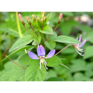 hạt gioonhs Màn màn tím  mần ri