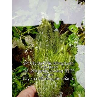 1 PHẦN LUÂN THẢO XANH LÁ NƯỚC-CỰC ĐẸP