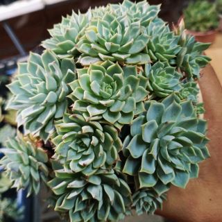 Sen đất xanh bụi lớn
