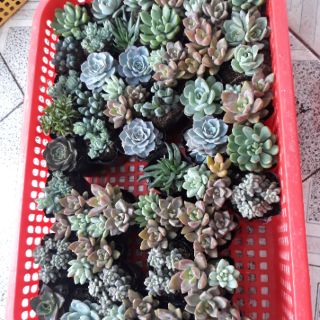 Sen đá size nhỏ 6cm 50 cây 400k