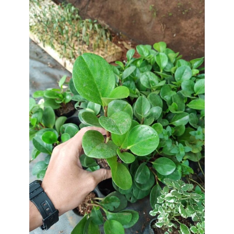 Cây trường sinh lá xanh