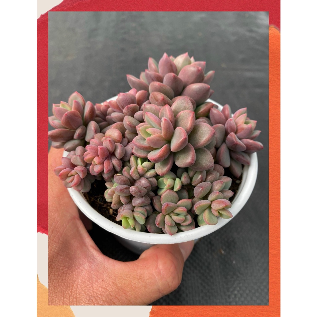 Sen đá aurora gem Đà Lạt size trung bình cây cảnh trang trí nhà cửa Toro garden