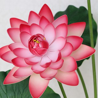 Nhành hoa sen lớn hơn 1m