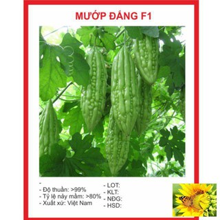 Hạt Giông Mướp Đắng 5 Hạt