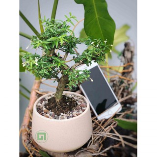 CÂY MAI CHIẾU THỦY