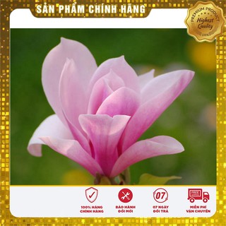 Hạt Giống Hoa Mộc Lan 3 Hạt