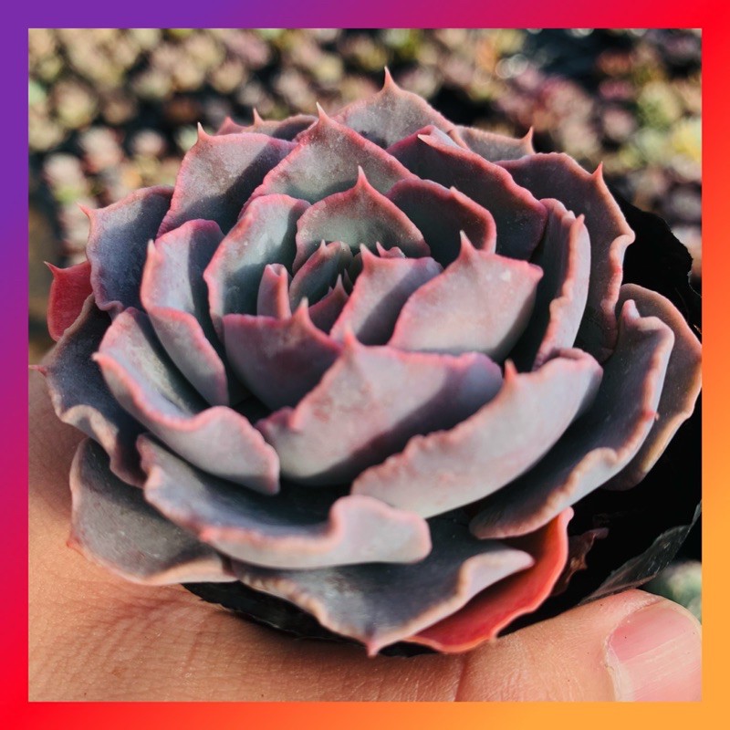 Sen đá violet rose SONDA GARDEN size bé 5-8cm, xuất xứ Đà Lạt, khoẻ đẹp, lỗi 1 đổi 1