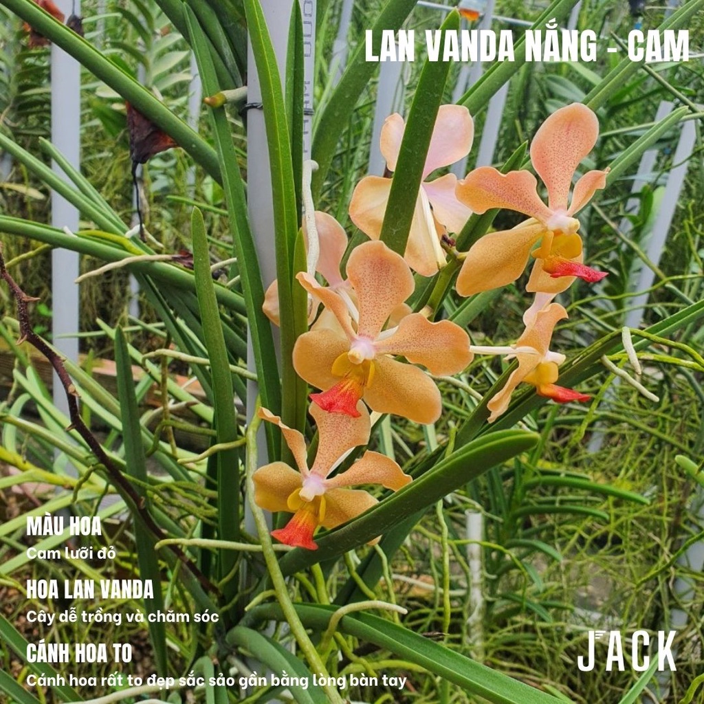 Combo 5 Cây Con Lan Vanda Nắng - Vanda Lá Kim