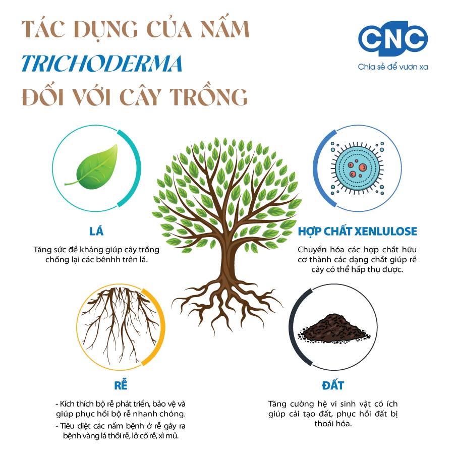 Siêu Phẩm Trichoderma Chứa Hàng Tỷ Tế Bào Nấm Đối Kháng