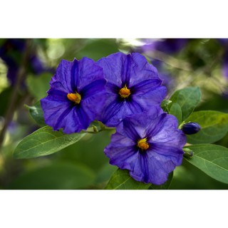 Hoa tím Violet queen Hoa tím nữ hoàng